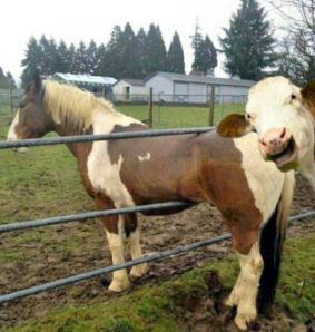 cow_photobombs_stuck_horset.jpg