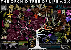 00-0-Copr_2024-Kew_Orchiid_Tree_Of_Lifet.jpg