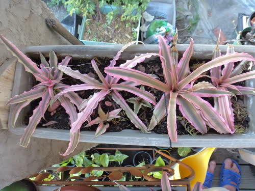 Cryptanthus