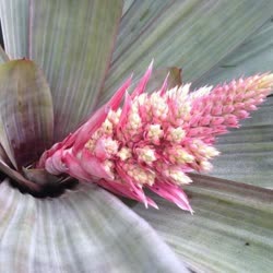 02-0-Copr_2021-Bromeliad_Paradiset.jpg