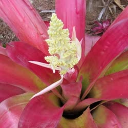 00-0-Copr_2021-Bromeliad_Paradiset.jpg