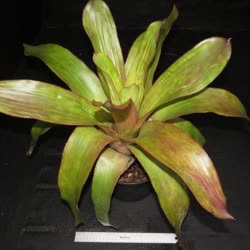 02-0-Copr_2021-Bromeliad_Paradiset.jpg