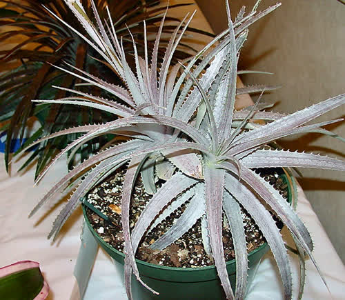 Dyckcohnia