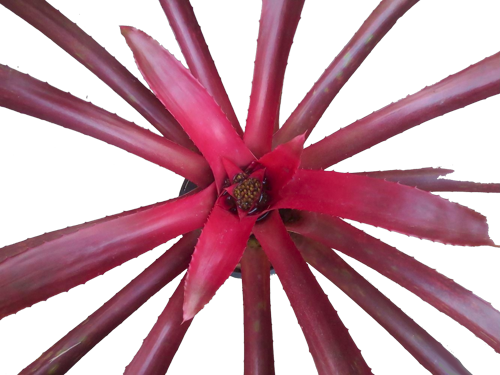 Niduregelia