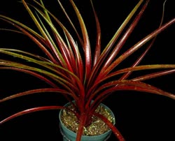 00-0-Copr_2021-Tropiflorat.jpg