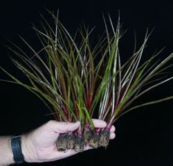 01-0-Copr_2021-Tropiflorat.jpg