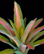 00-0-Copr_2021-Bullis_Bromeliadst.jpg