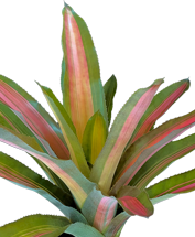 Aechmea a