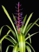 00-0-Copr_2021-Bullis_Bromeliadst.jpg