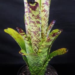 00-0-Copr_2021-Bromeliad_Paradiset.jpg