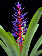 00-0-Copr_2021-Bullis_Bromeliadst.jpg