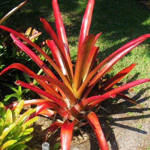 x_penduliflora