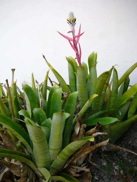 bromeliifolia