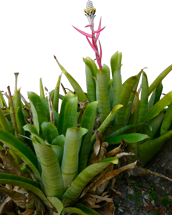 Aechmea b