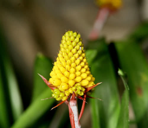 calyculata