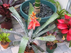 00-0-Copr_2021-Boca_Bromeliadst.jpg
