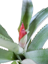 Aechmea c