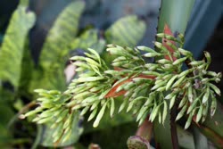 00-0-Copr_2021-Boca_Bromeliadst.jpg