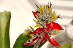 01-0-Copr_2021-Bromeliario_Imperialist.jpg