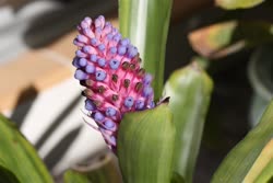 00-0-Copr_2021-Boca_Bromeliadst.jpg