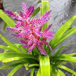 00-0-Copr_2021-Bromeliad_Paradiset.jpg