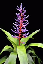 00-0-Copr_2021-Bullis_Bromeliadst.jpg