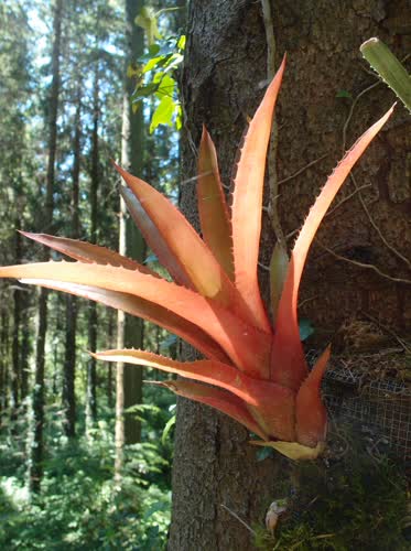 distichantha_x_fulgens_discolor