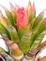 Aechmea e