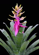 00-0-Copr_2021-Bullis_Bromeliadst.jpg