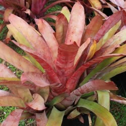 00-0-Copr_2021-Bromeliad_Paradiset.jpg