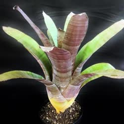 00-0-Copr_2021-Bromeliad_Paradiset.jpg