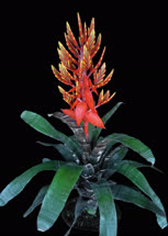 00-0-Copr_2021-Bullis_Bromeliadst.jpg