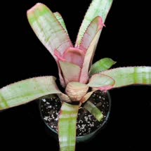 00-0-Copr_2021-Bromeliad_Paradiset.jpg