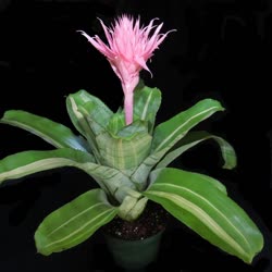 00-0-Copr_2021-Bromeliad_Paradiset.jpg