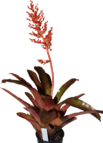 fulgens_var_discolor