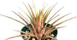 Aechmea k