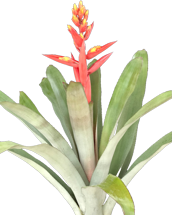 00-0-Copr_2021-Bullis_Bromeliadst.png