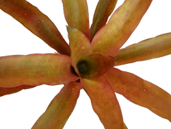 00-0-Copr_2021-Plant_Fanaticst.png