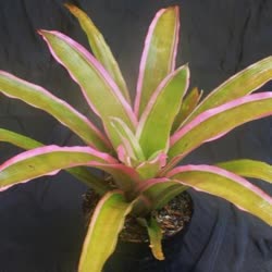 00-0-Copr_2021-Bromeliad_Paradiset.jpg