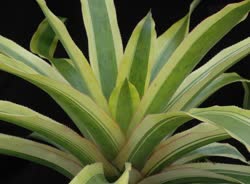 00-0-Copr_2021-Bullis_Bromeliadst.jpg