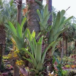 00-0-Copr_2021-Bromeliad_Paradiset.jpg