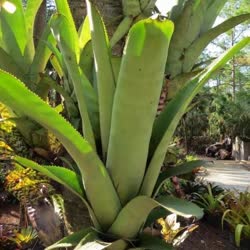 01-0-Copr_2021-Bromeliad_Paradiset.jpg