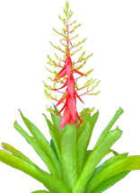 00-0-Copr_2021-Bullis_Bromeliadst.png