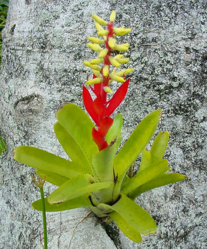 nudicaulis