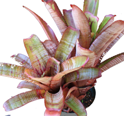 Aechmea p