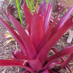 00-0-Copr_2021-Bromeliad_Paradiset.jpg