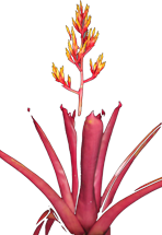 00-0-Copr_2021-Bullis_Bromeliadst.png