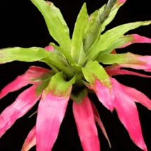 00-0-Copr_2021-Bromeliad_Paradiset.jpg