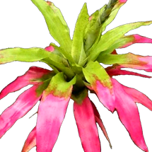 00-0-Copr_2021-Bromeliad_Paradiset.png