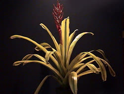 00-0-Copr_2021-Jacks_Bromeliadst.jpg